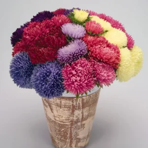 Aster Formula Mixed - Flower Seeds