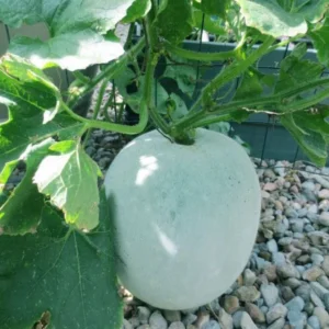 ASHGOURD F-1 ASHA