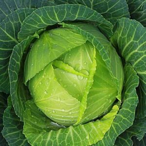 CABBAGE F-1 GREEN AAROHI