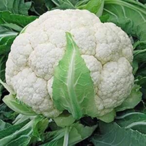 CAULIFLOWER F-1 RIMA
