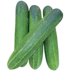 CUCUMBER F-1 DARK GREEN