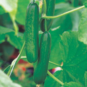 CUCUMBER F-1 DARK GREEN (3535)