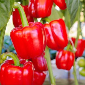 CAPSICUM F-1 RED