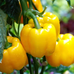 CAPSICUM F-1 YELLOW