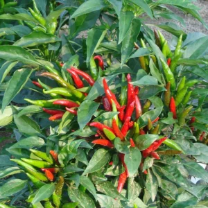 CHILLI G-4