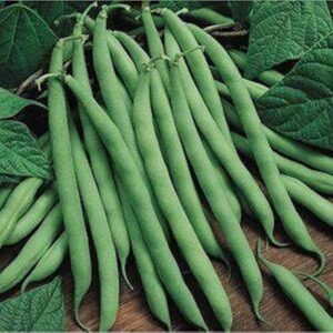 POLE BEANS