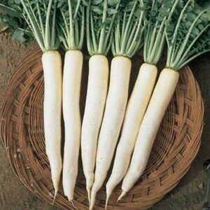 RADISH F-1 RICHA