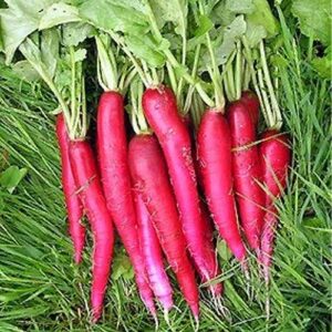 RADISH RED LONG