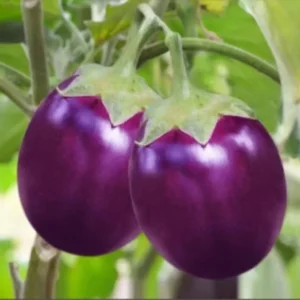 BRINJAL F-1 PURPLE ROUND