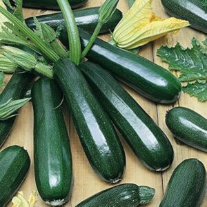 ZUCCHINI F-1 DARK GREEN