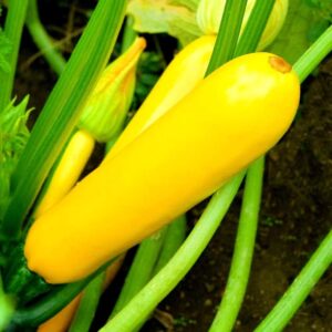 ZUCCHINI F-1 YELLOW