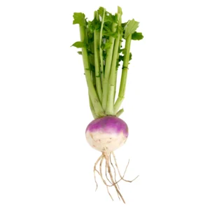 TURNIP PURPLE TOP