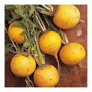 TURNIP GOLDEN BALL
