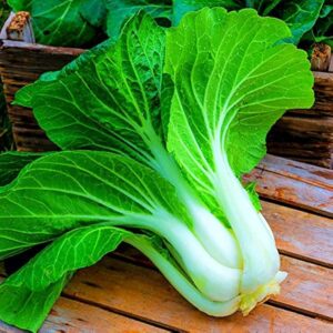 PAK CHOI GREEN
