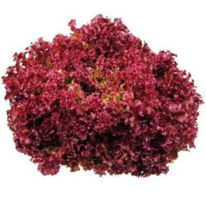 LETTUCE RED LOLLO ROSSO