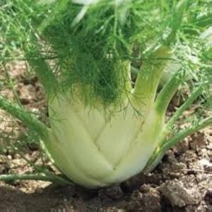 FENNEL