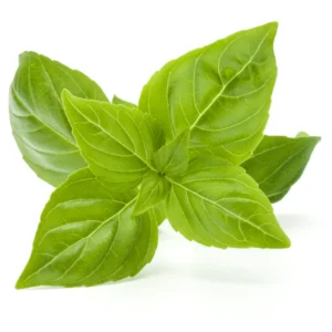 BASIL GREEN