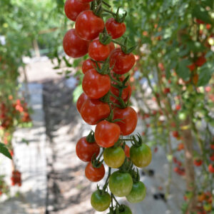 CHERRY TOMATO F-1 RED