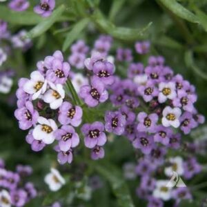 ALLYSSUM ROYAL CARPET
