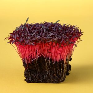 Amaranth-Red-microgreens