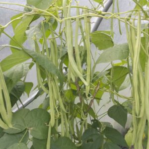 BEANS (Pole Type)
