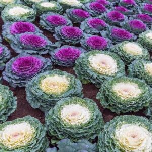 CABBAGE ORNAMENTAL MIX