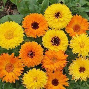 CALENDULA (OFFICILLY) AW BEAUTY MIX