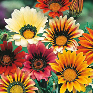 GAZANIA SUNSHINE MIXED