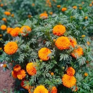 MARIGOLD KOLKATA ROUND BALL