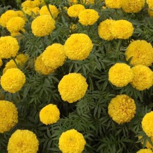 MARIGOLD YELLOW