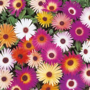 MESEMBRYANTHEMEM SPARKLE MIX