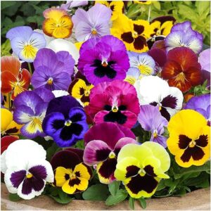 PANSY