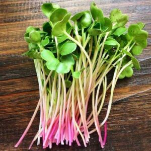Radish China Rose