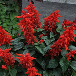 SALVIA RED OP