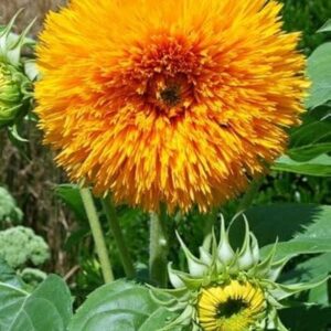 SUNFLOWER ORANGE