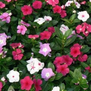 VINCA MIXED