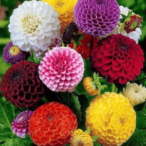 ZINNIA DAHLIA FLOWERED MIX