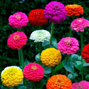 ZINNIA LILLIPUT MIX