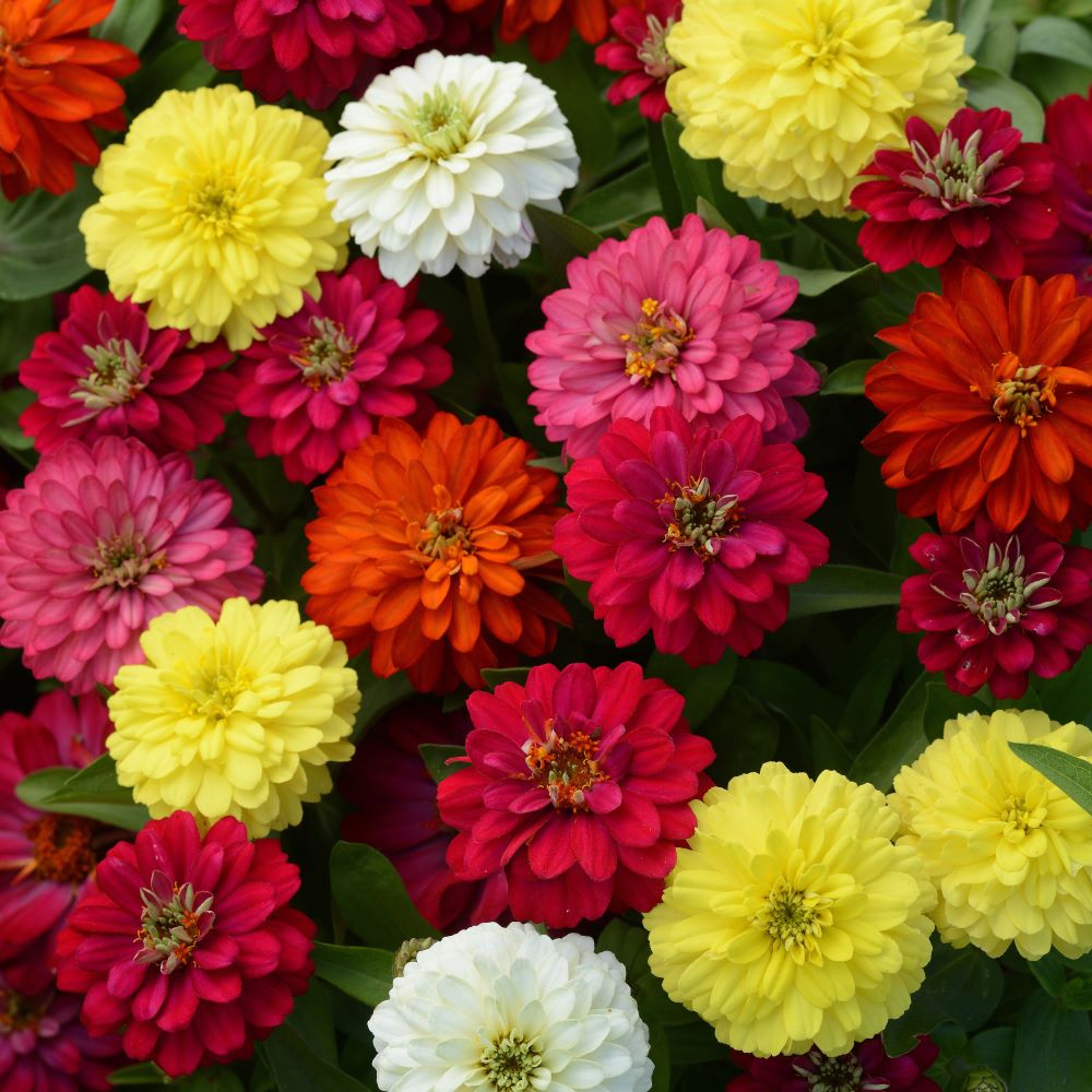 ZINNIA TALL DBL MIX