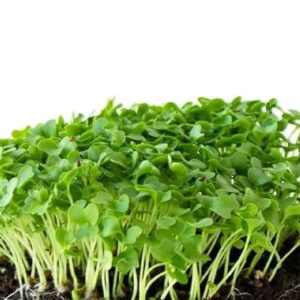 Kale Green Microgreen
