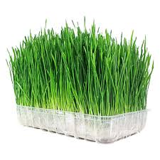 Wheatgrass